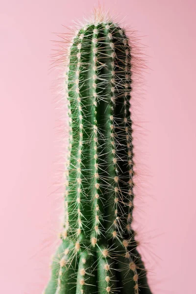 Pequena Planta Cacto Contra Parede Rosa — Fotografia de Stock