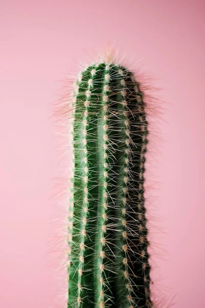 Mały Kaktusek Pod Różową Ścianą — Zdjęcie stockowe