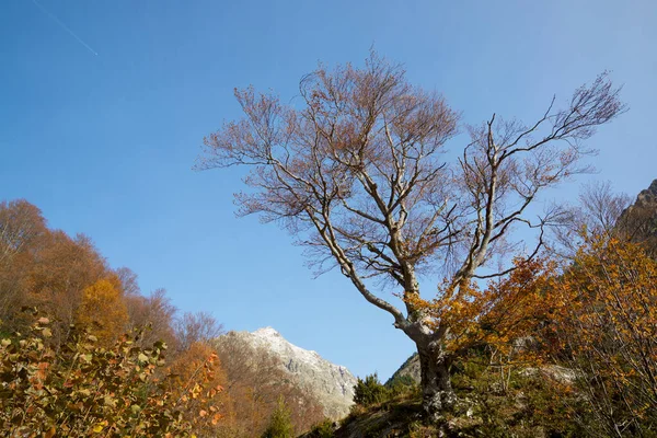 Albero Autunnale Nella Valle Tena Pirenei Provincia Huesca Aragona Spagna — Foto Stock