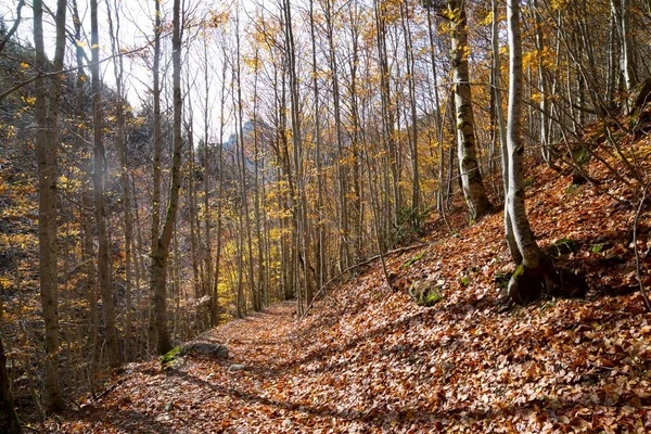 Bosque Valle Tena Pirineos Provincia Huesca Aragón España — Foto de Stock