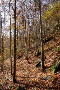 Tena Vadisi 'ndeki orman, Huesca Eyaleti' ndeki Pireneler, İspanya 'daki Aragon..