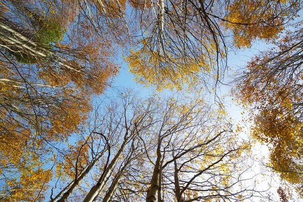 Forest Tena Valley Pyrenees Huesca Province Aragon Spain — Stock Photo, Image