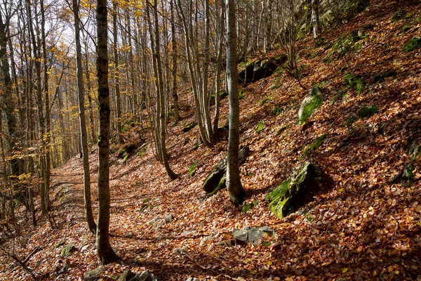 Woud Tena Valley Pyreneeën Provincie Huesca Aragon Spanje — Stockfoto