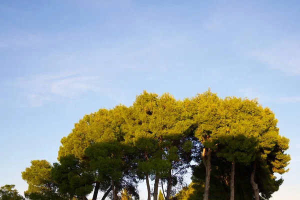Δέντρο Πάρκο Στην Πόλη Σαραγόσα Της Ισπανίας — Φωτογραφία Αρχείου