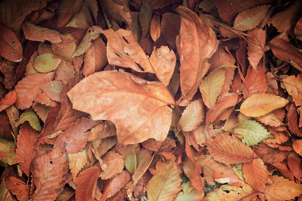 Herbstblätter Auf Den Boden Gefallen — Stockfoto