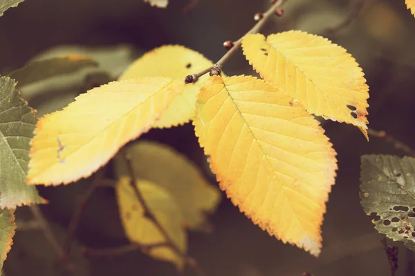 Autumn Yellow Leaves Tree Branch — Stock Photo, Image