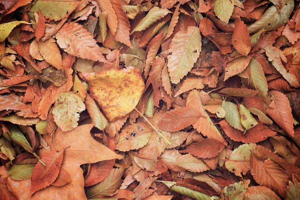 Herbstblätter Auf Den Boden Gefallen — Stockfoto