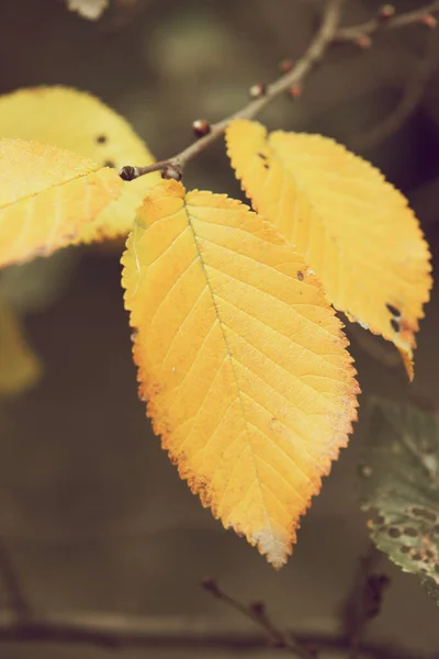 Podzimní Žluté Listy Větvi Stromu — Stock fotografie