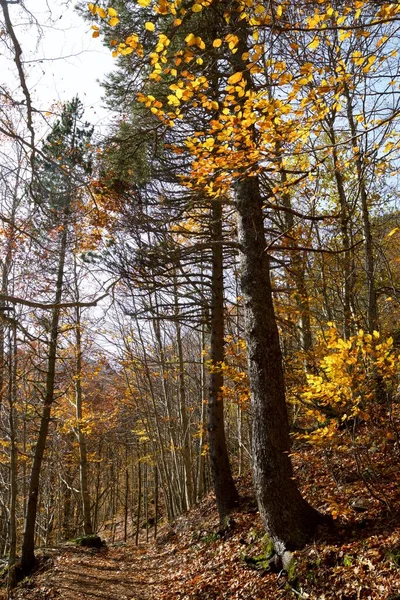 Foresta Nella Valle Tena Pirenei Nella Provincia Huesca Aragona Spagna — Foto Stock