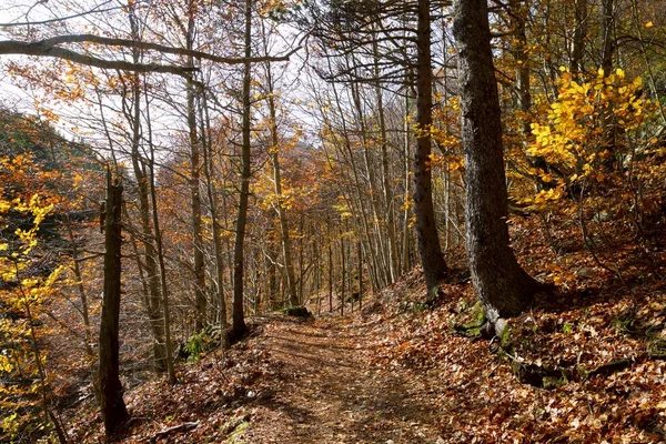 Bosque Valle Tena Pirineos Provincia Huesca Aragón España — Foto de Stock