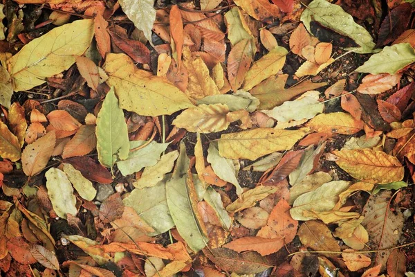 Herbstblätter Auf Den Boden Gefallen — Stockfoto