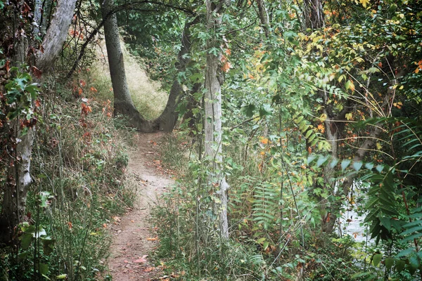 Stock image Path through an autumnal forest.