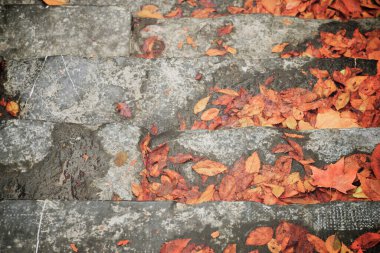 Sonbahar yaprakları taş bir merdivene düştü..