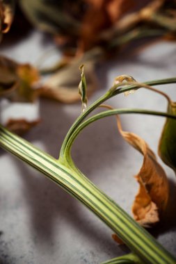 Taş bir masada küçük bir bitki..