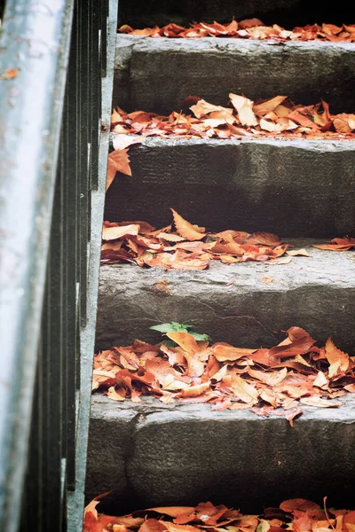 Осенние Листья Упали Каменную Лестницу — стоковое фото