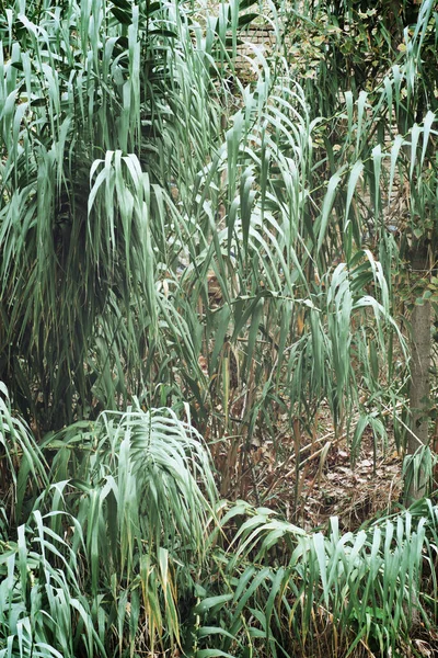 Gros Plan Roseau Dans Parc — Photo