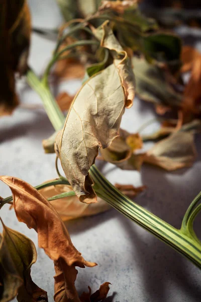 Kis Növény Egy Kőasztalon — Stock Fotó