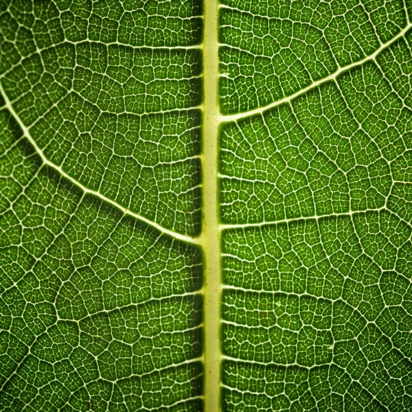 Macro Shot Green Leaf — Stock Photo, Image