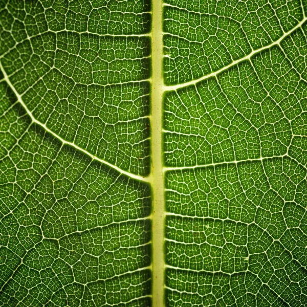 Colpo Macro Una Foglia Verde — Foto Stock