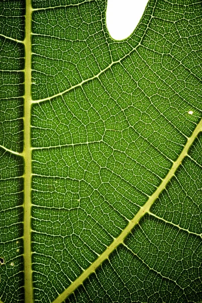 Colpo Macro Una Foglia Verde — Foto Stock