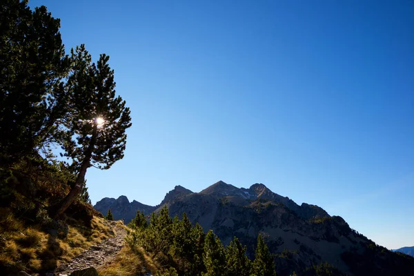 Árvore Tena Valley Pirinéus Província Huesca Aragão Espanha — Fotografia de Stock