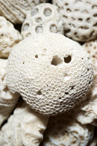 Collection Coral Stones Table — Stock Photo, Image