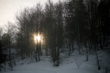 Pireneler Ormanı, Fransa 'da Aspe Vadisi.