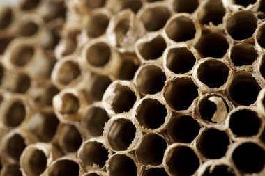 Eşek arısı kovanına yakın çekim.