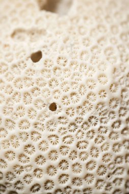 Beyaz bir mercanın detaylarıyla oluşan doku.