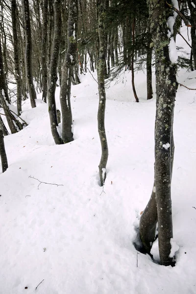 Forêt Dans Les Pyrénées Vallée Aspe France — Photo