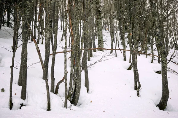 Skog Pyrenéerna Aspe Valley Frankrike — Stockfoto