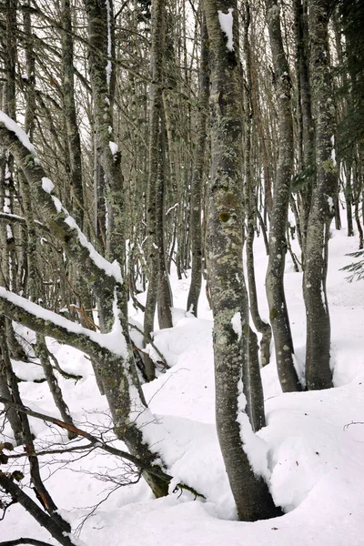 Skog Pyrenéerna Aspe Valley Frankrike — Stockfoto