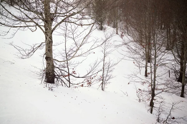 Forêt Dans Les Pyrénées Vallée Aspe France — Photo