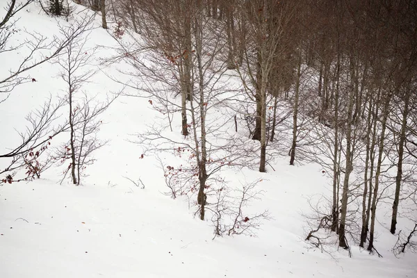 Forêt Dans Les Pyrénées Vallée Aspe France — Photo