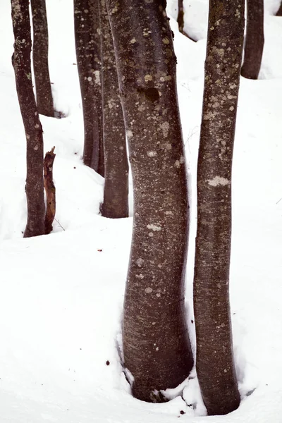 Forêt Dans Les Pyrénées Vallée Aspe France — Photo