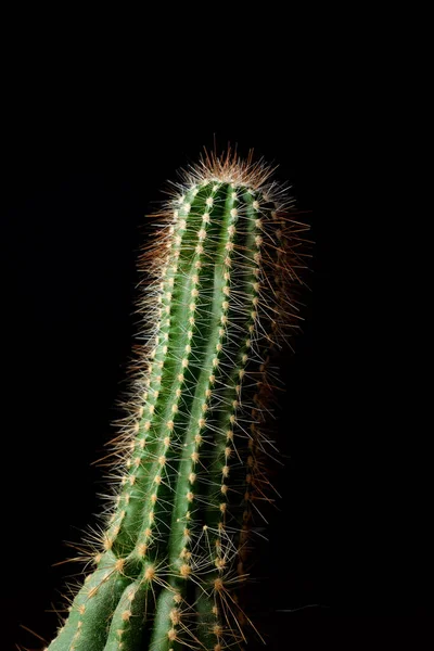 Little Cactus Plant Black Wall — Stock Photo, Image