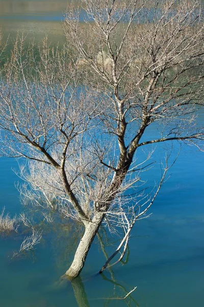 Blattlose Bäume Einem See Den Pyrenäen Tena Tal Spanien — Stockfoto