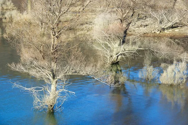 Leafless Trees Lake Pyrenees Tena Valley Spain — Stock Photo, Image