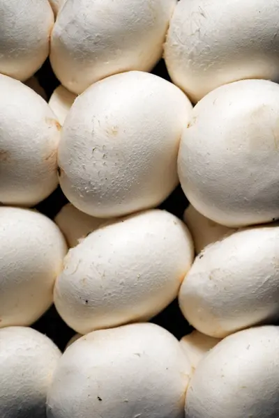 Close Várias Linhas Cogumelos Brancos — Fotografia de Stock