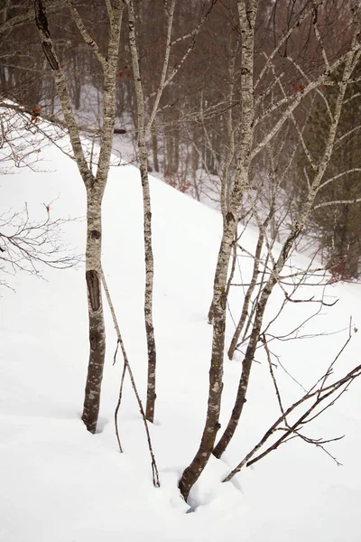 Les Pyrenejích Aspe Valley Francii — Stock fotografie