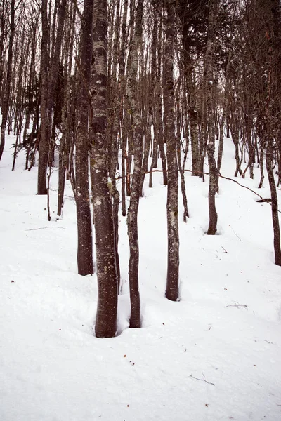 Forêt Dans Les Pyrénées Vallée Aspe France — Photo