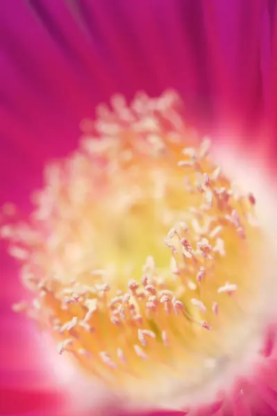 Pembe Bir Çiçeğe Yaklaş — Stok fotoğraf