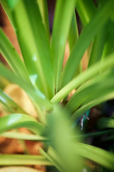 Close Green Plant — Stock Photo, Image