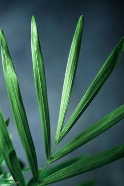 Küçük bir palmiye ağacına yakın..