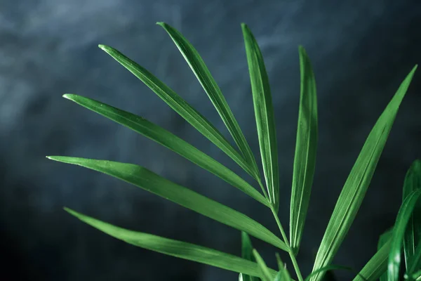 Close Little Palm Tree — Stock Photo, Image