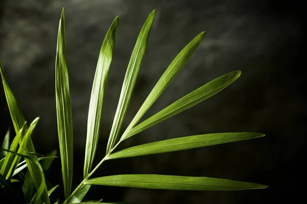 Close Little Palm Tree — Stock Photo, Image