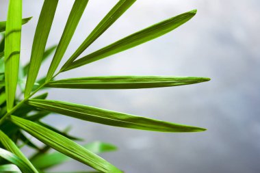 Küçük bir palmiye ağacına yakın..