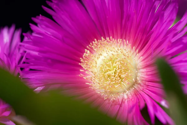 Pembe Bir Çiçeğe Yaklaş — Stok fotoğraf