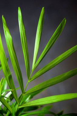 Küçük bir palmiye ağacına yakın..