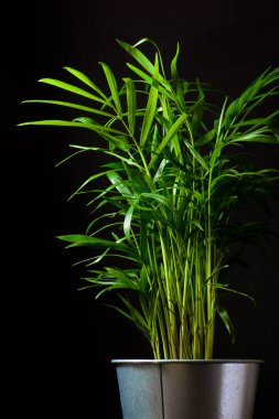 Küçük bir palmiye ağacına yakın..